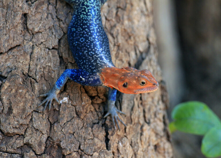 Der blaue Körper ist typisch für Siedleragamen