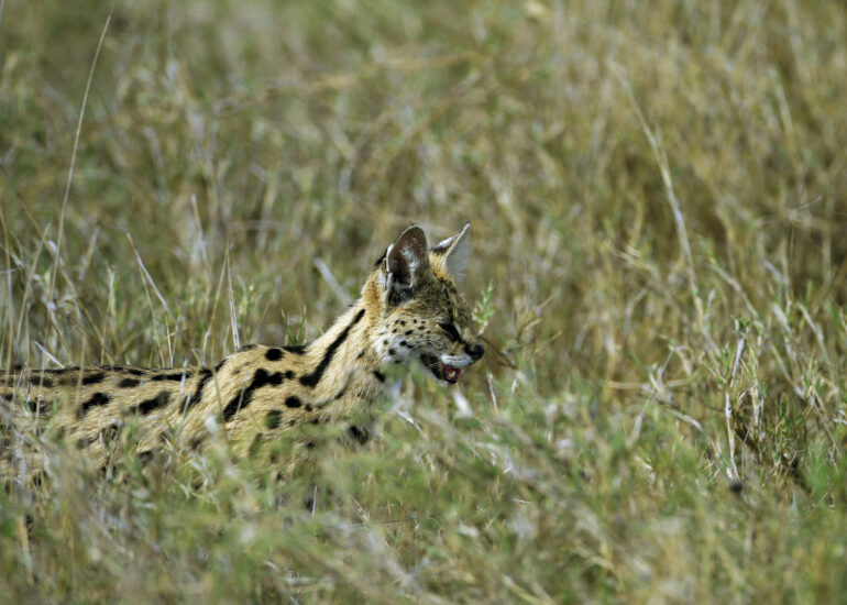 Servale haben innerhalb der Katzenfamilie die längsten Beine
