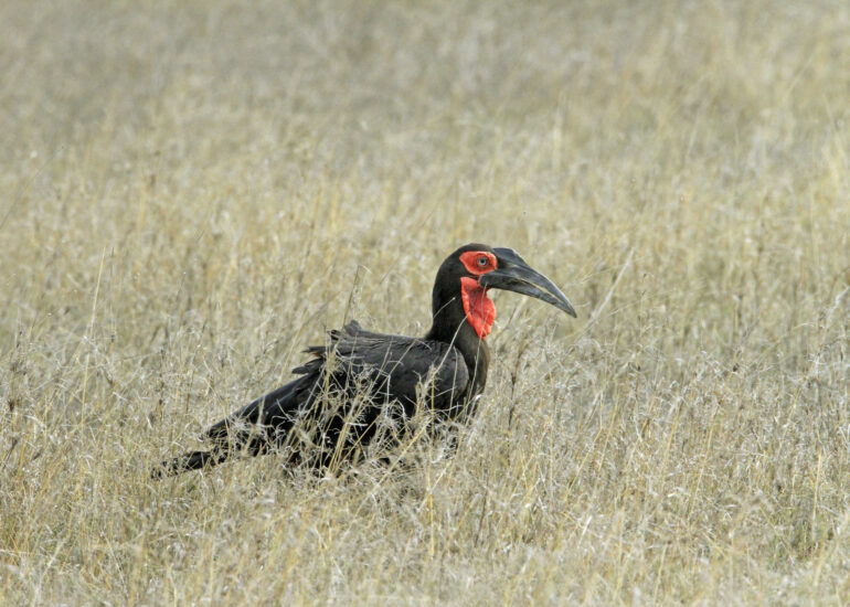 Hornrabe im Gras der Serengeti