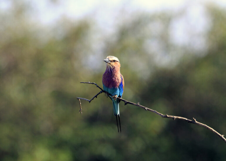 Racke mit prächtigem Gefieder
