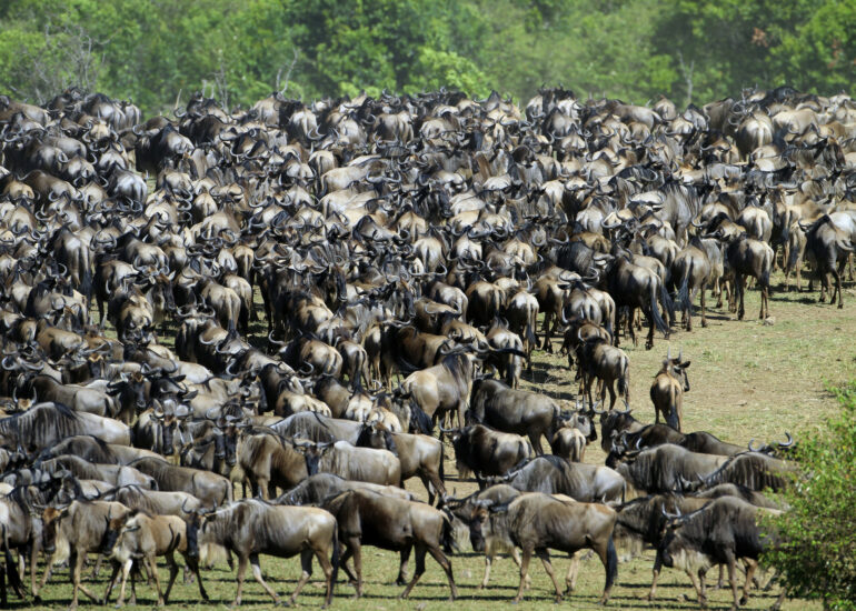Die große Gnuwanderung zwischen Serengeti und Masai Mara