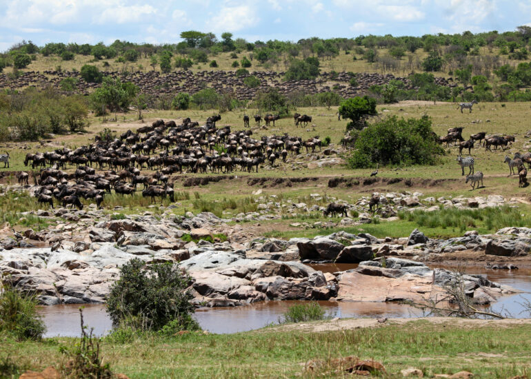 Die große Gnuwanderung zwischen Serengeti und Masai Mara