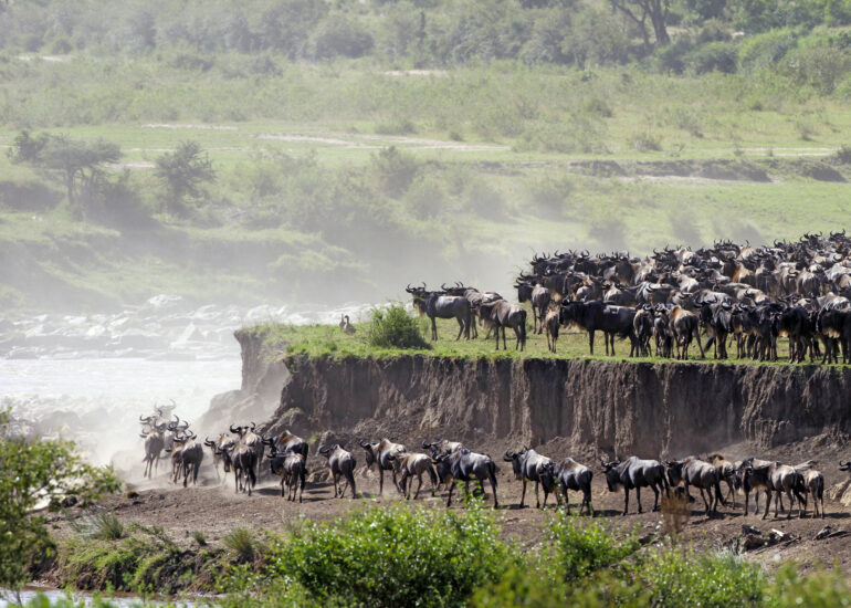 Flussdurchquerung während der großen Migration