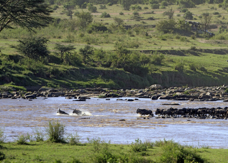 Flussdurchquerung während der großen Migration