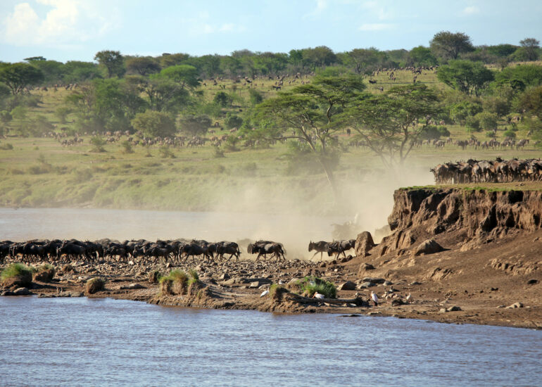 Flussdurchquerung während der großen Migration