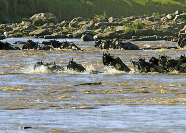 Flussdurchquerung während der großen Migration