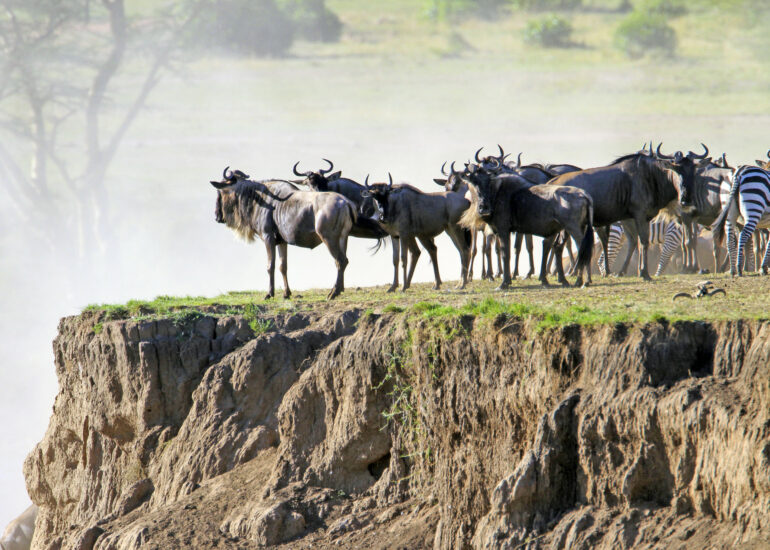 Gnus & Zebras am Steilufer des Flusses