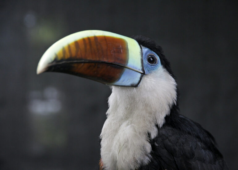 Stolzer Tukan