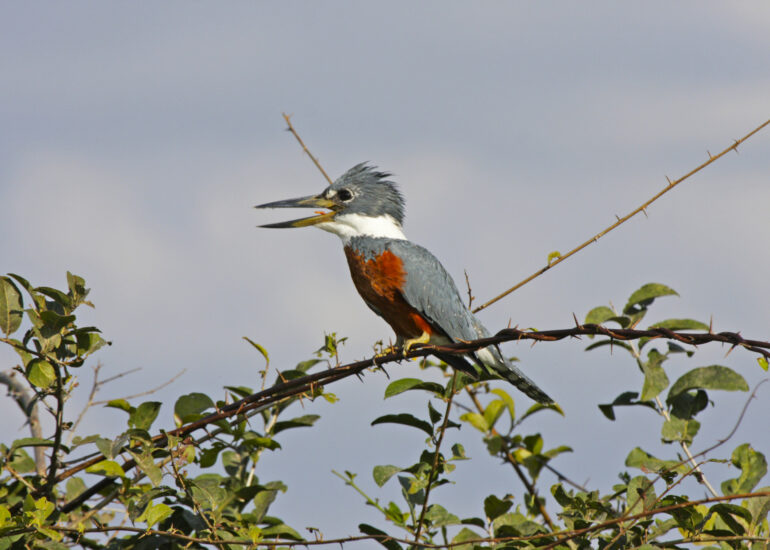 Rotbrustfischer (Eisvogel)