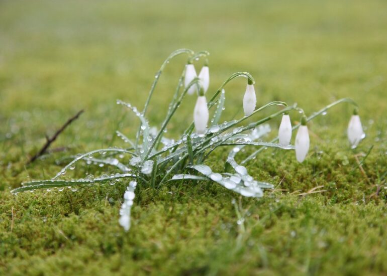 Frühlingsblüher