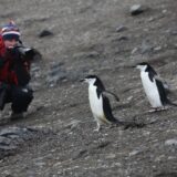 Arktis 2010 - Zwei Pinguine