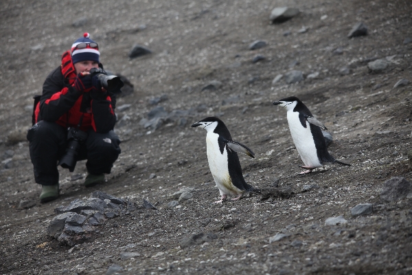 Arktis 2010 - Zwei Pinguine