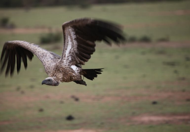 Aasgeier sind schon unterwegs