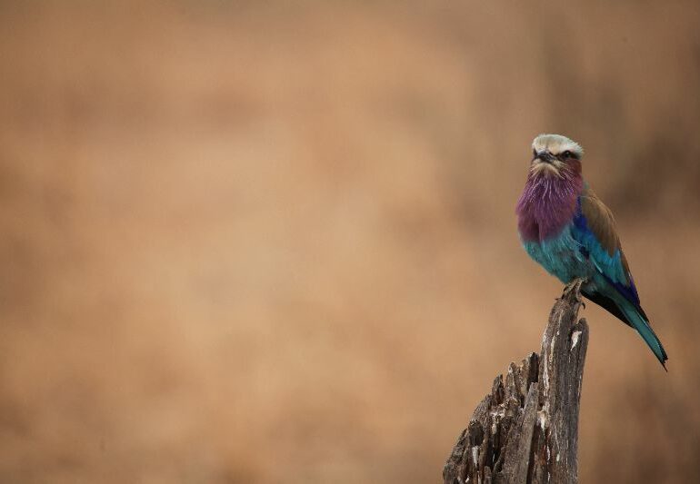 Farbenfroher Rackenvogel