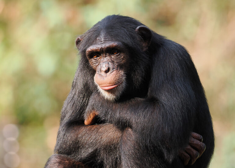 Sierra Leone 2023- zwischen Stränden und Nationalparks