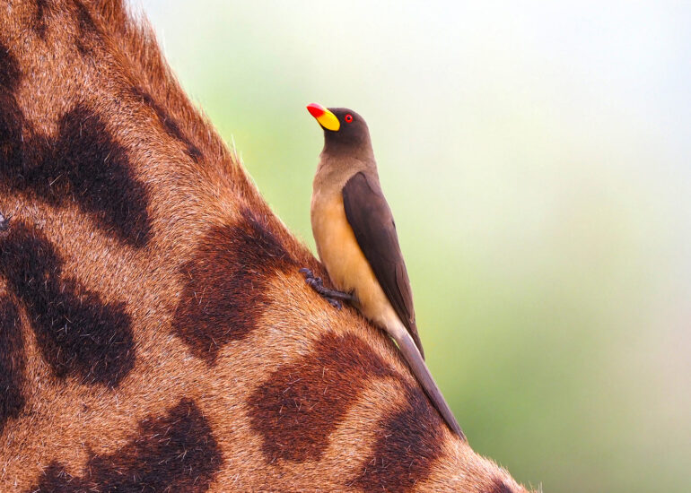 Tansania 2022- Wildnis-Wunder im Mkomazi Nationalpark