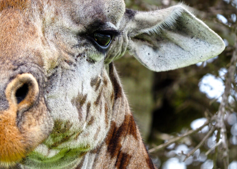 Tansania 2022- Wildnis-Wunder im Mkomazi Nationalpark