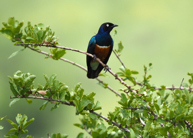 Tansania 2022- Wildnis-Wunder im Mkomazi Nationalpark