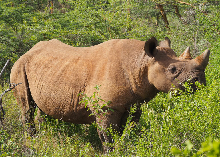 Tansania 2022- Wildnis-Wunder im Mkomazi Nationalpark