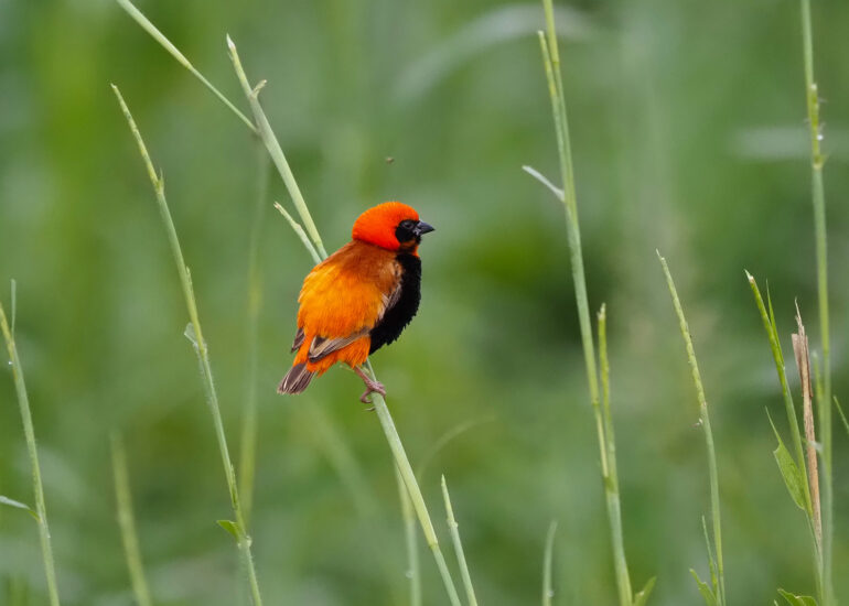 Tansania 2022- Wildnis-Wunder im Mkomazi Nationalpark