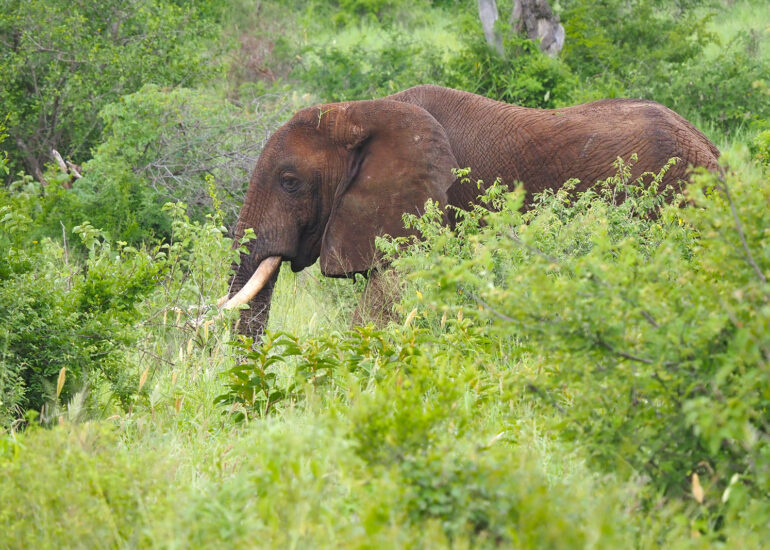 Tansania-2022- Wildnis-Wunder im Mkomazi Nationalpark