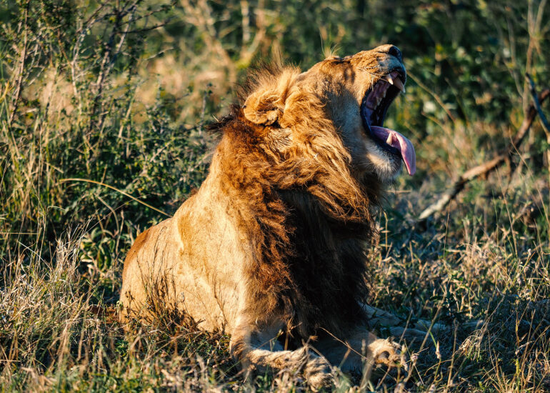 Südafrika 2022- Natur, Wildtiere und beeindruckende Landschaften