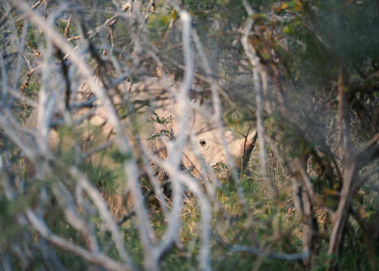 Südafrika 2022- Natur, Wildtiere und beeindruckende Landschaften