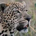 Südafrika 2022- Natur, Wildtiere und beeindruckende Landschaften