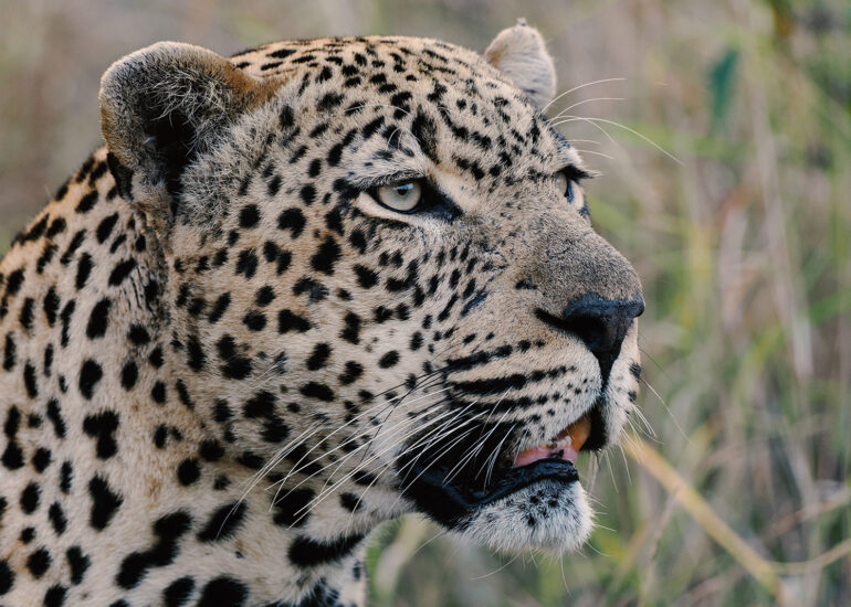 Südafrika 2022- Natur, Wildtiere und beeindruckende Landschaften