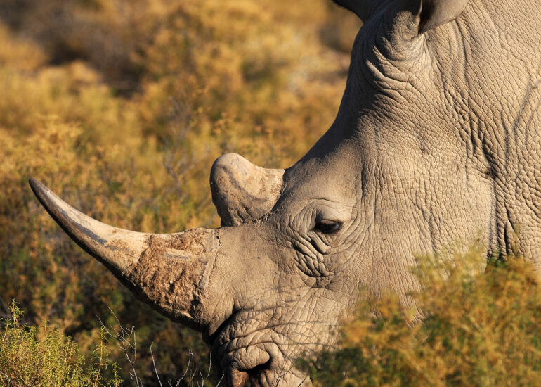 Südafrika 2022- Natur, Wildtiere und beeindruckende Landschaften