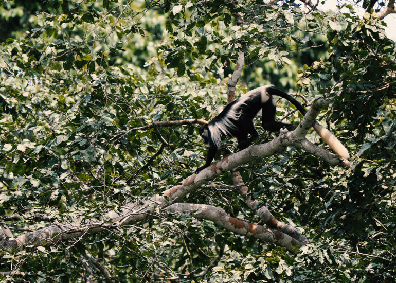 Angola-Stummelaffe