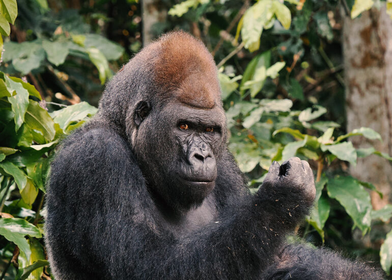 Gorilla-Beobachtung im Kongo
