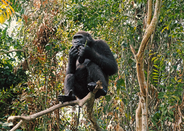 Bonobo-Entdeckung