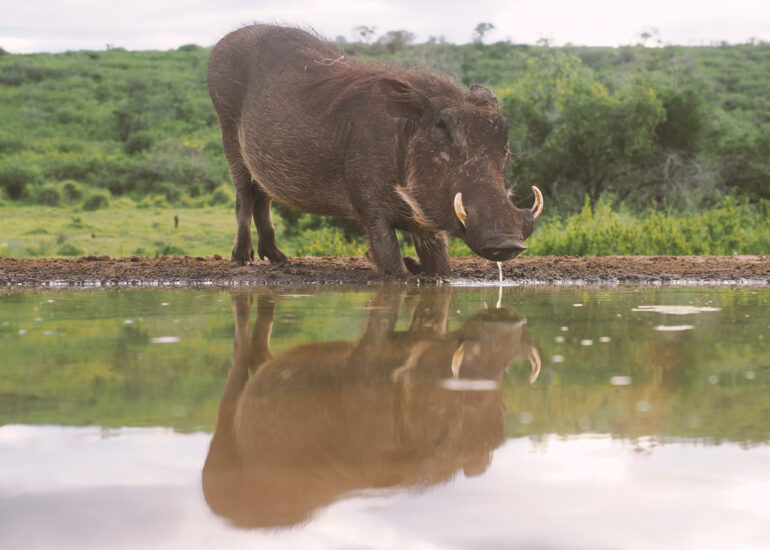 Südafrika 2025 - Zimanga Nationalpark hautnah