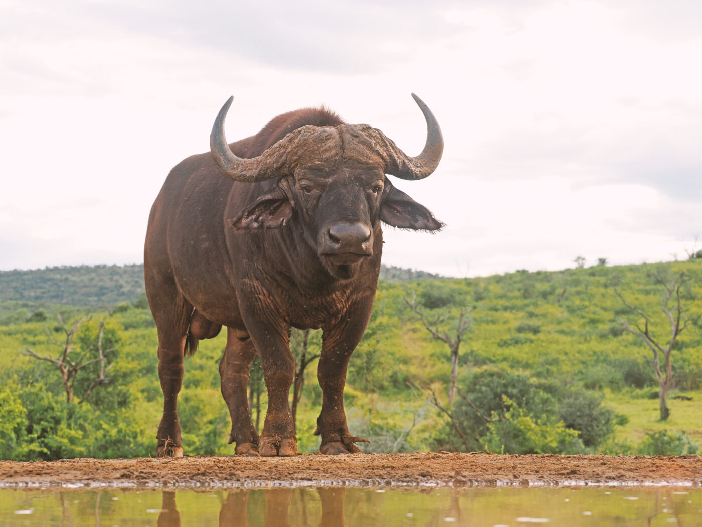 Südafrika 2025 - Zimanga Nationalpark hautnah
