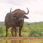 Südafrika 2025 - Zimanga Nationalpark hautnah