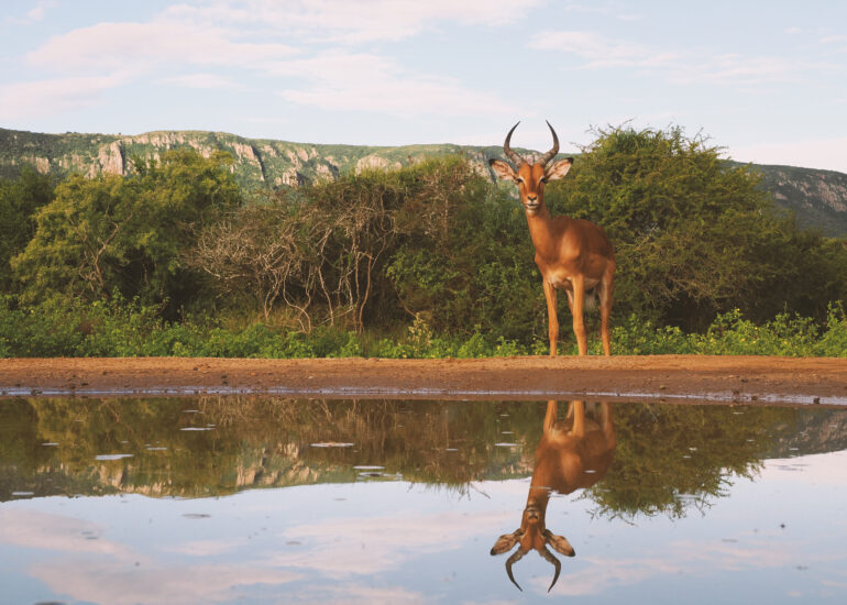 Südafrika 2025 - Zimanga Nationalpark hautnah