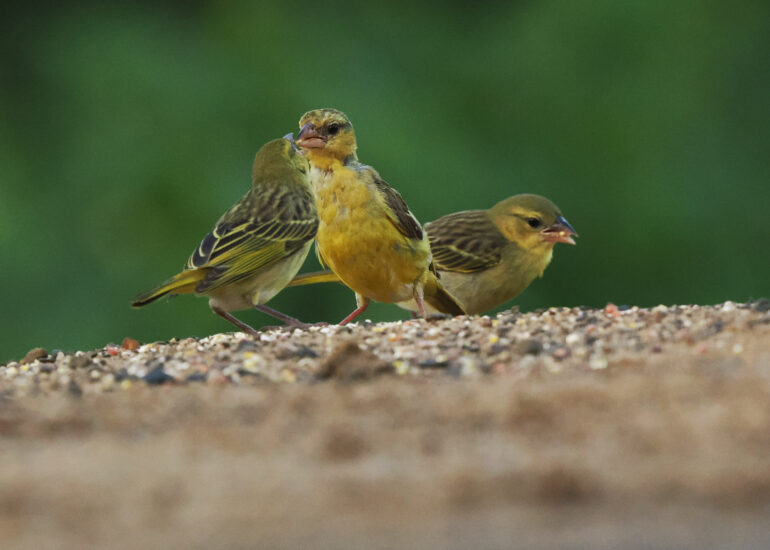 Südafrika 2025 - Zimanga Nationalpark hautnah