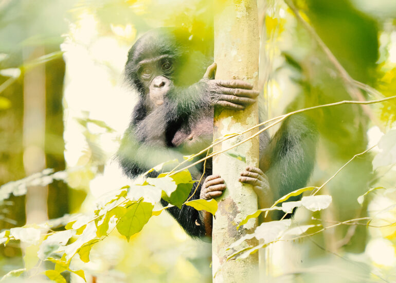 Bonobo im Regenwald